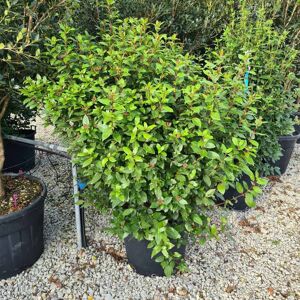 Viburnum tinus 'Eve Price' 125-150 cm